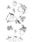 Sizzix - Clear Stamps - Botanical Fruit-ScrapbookPal