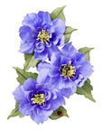 Spellbinders - The Poet's Garden Collection - Dies - Clematis Poet-ScrapbookPal