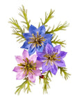 Spellbinders - The Poet's Garden Collection - Dies - Love-in-a-Mist-ScrapbookPal