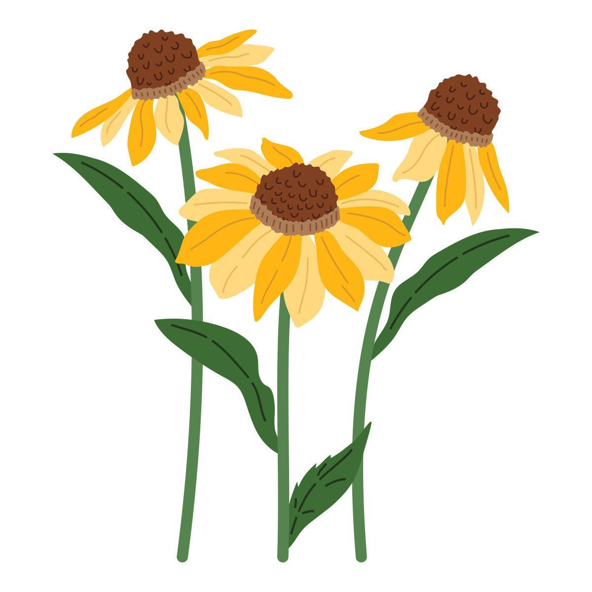 Spellbinders - Cascading Coneflowers Collection - Dies - Wild Coneflowers-ScrapbookPal
